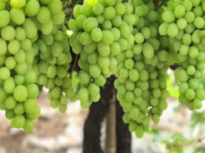 fresh-ganesh-seedless-grapes